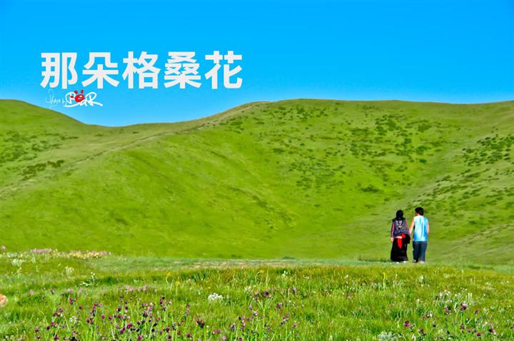 格桑花
