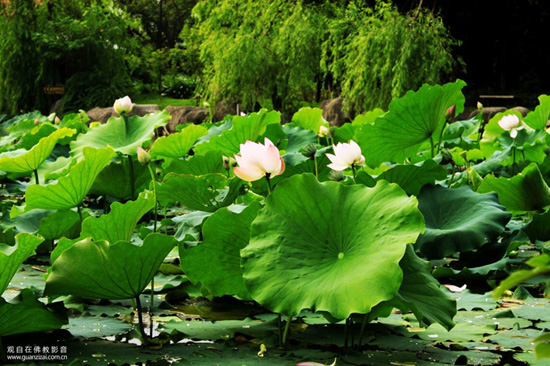 莲花池